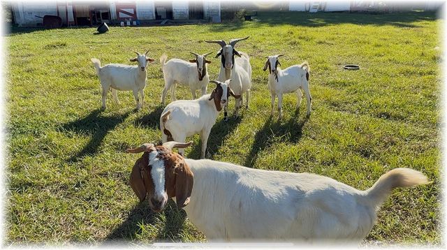 10774 SE 166 LANE, Summerfield, FL 34491