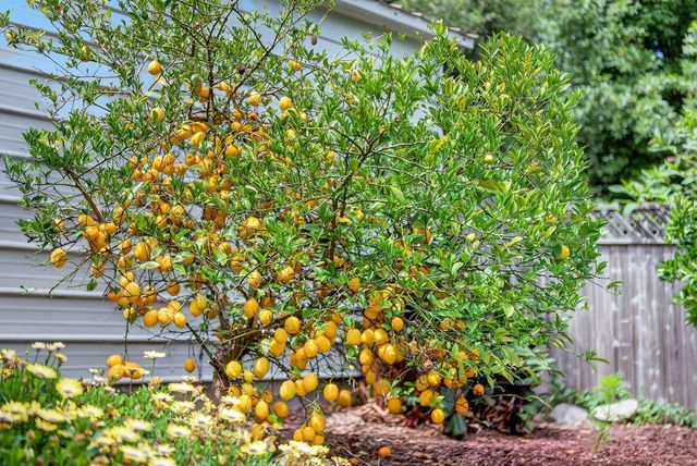 6476 Cooper Street, Felton, CA 95018