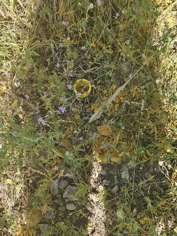 24225 E Rosewood Ave, Newman Lake, WA 99025