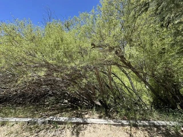 0 Wild Rose, Green Valley Lake, CA 92341