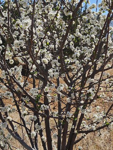 59 Wagon Rd, Alpine, TX 79830