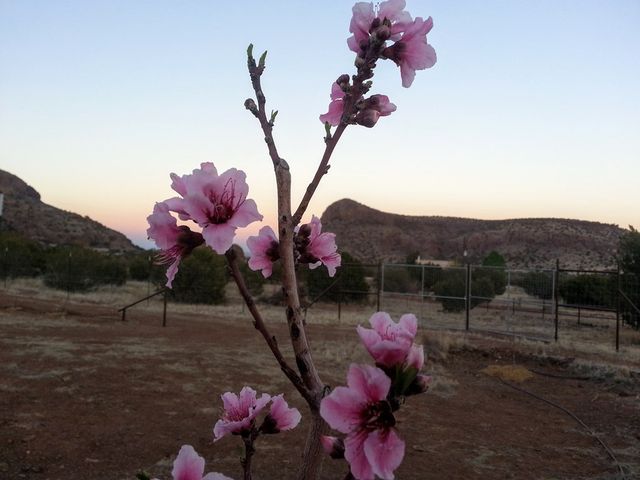 59 Wagon Rd, Alpine, TX 79830