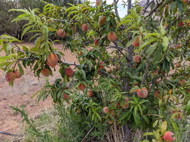 59 Wagon Rd, Alpine, TX 79830