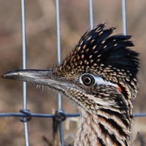 59 Wagon Rd, Alpine, TX 79830