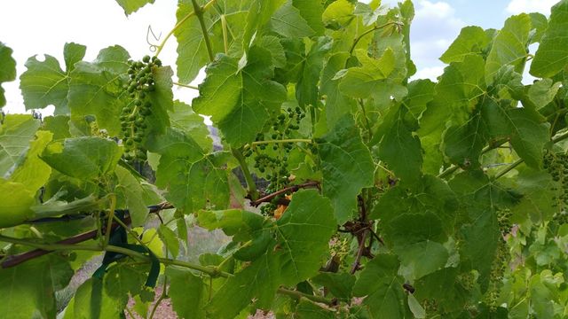 59 Wagon Rd, Alpine, TX 79830