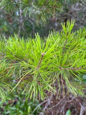 Lot 1 Co Highway 1087, Defuniak Springs, FL 32433