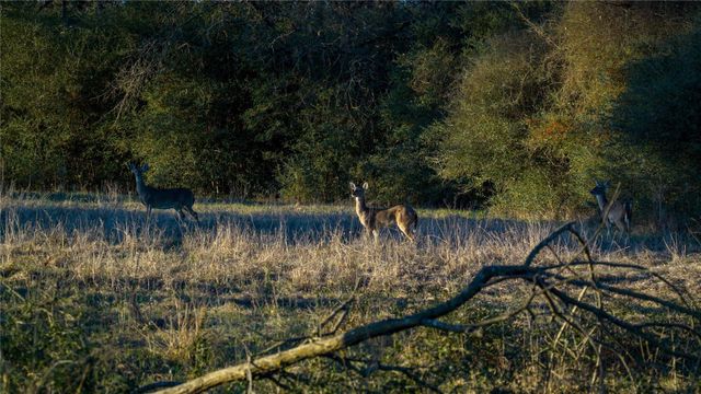 1728 Cr 384, Marquez, TX 77865