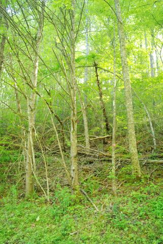 1132 Cole Lane, Gatlinburg, TN 37738