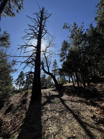 25327 Scenic View, Idyllwild, CA 92549