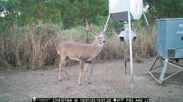 3564 Midway Loop E, Livingston, TX 77351