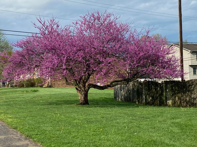 402 Peachtree Road, Nicholasville, KY 40356