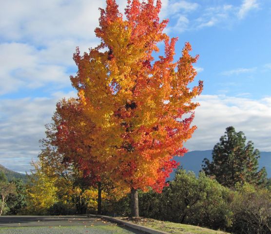 4806 Williams Highway, Grants Pass, OR 97527