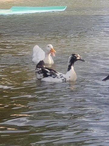 419 Sky Harbour Court, Granbury, TX 76049