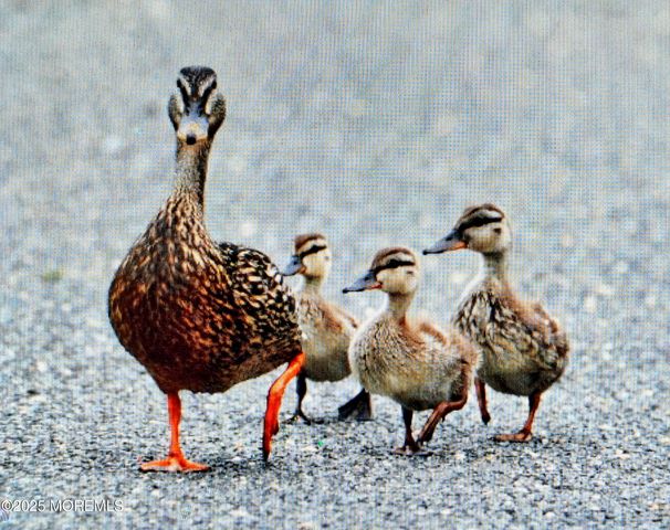 54 Beach Avenue, Bayville, NJ 08721