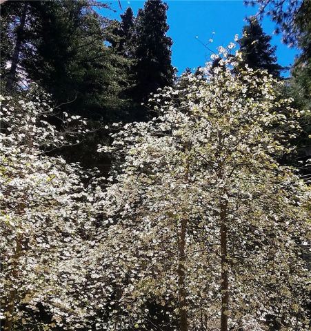 848 Oakmont, Lake Arrowhead, CA 92352