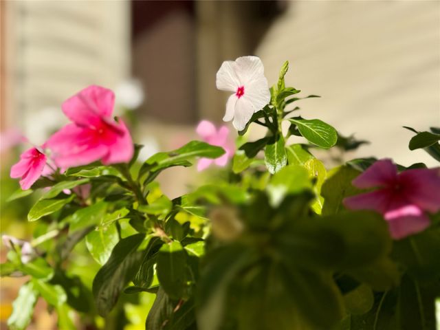 415 W Taylor Street, Sherman, TX 75092