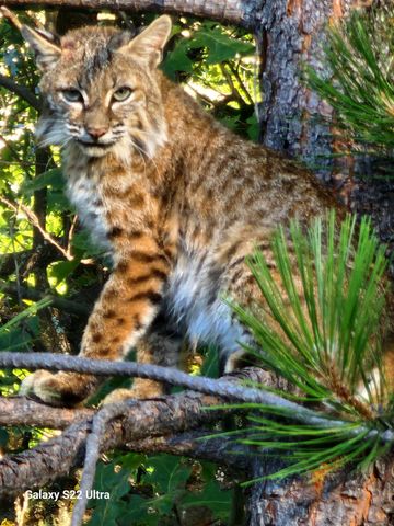 9425 Mosquito Rd, Placerville, CA 95667