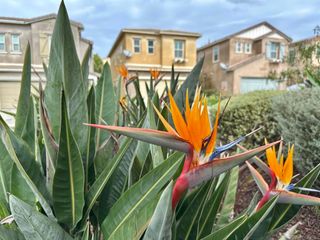 1132 Cherry Tree Lane, Vista, CA 92084