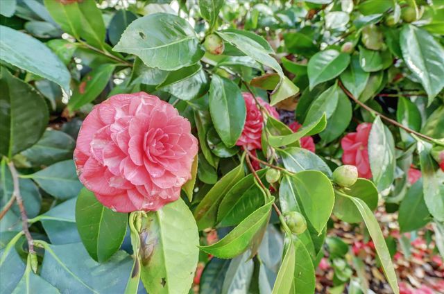 14017 Lague Ln, Grass Valley, CA 95949