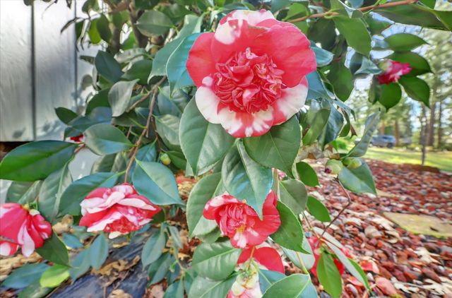 14017 Lague Ln, Grass Valley, CA 95949