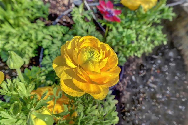 14017 Lague Ln, Grass Valley, CA 95949