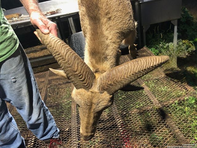 773 toquigny, Carrizo Springs, TX 78834