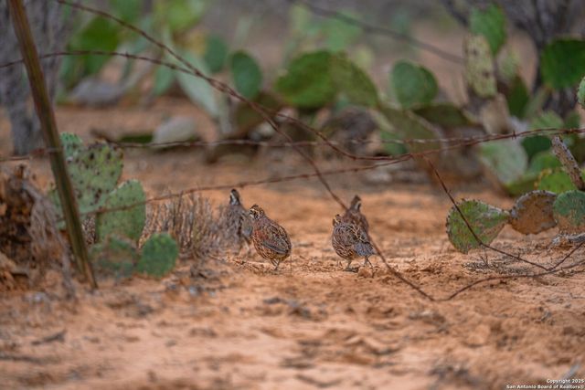 773 toquigny, Carrizo Springs, TX 78834