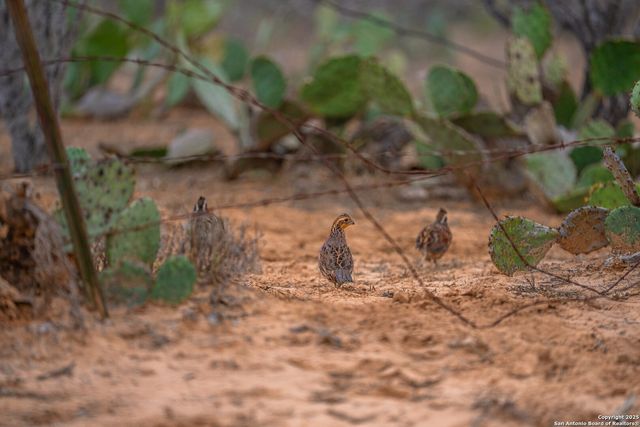 773 toquigny, Carrizo Springs, TX 78834