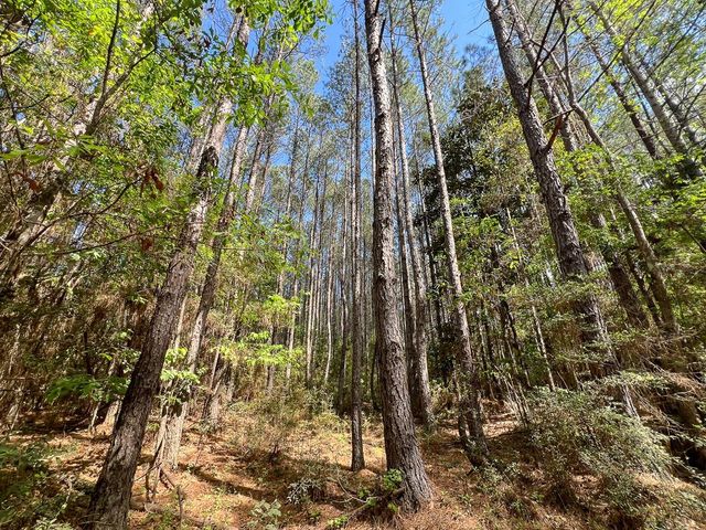 0 Cr 4525, Warren, TX 77664