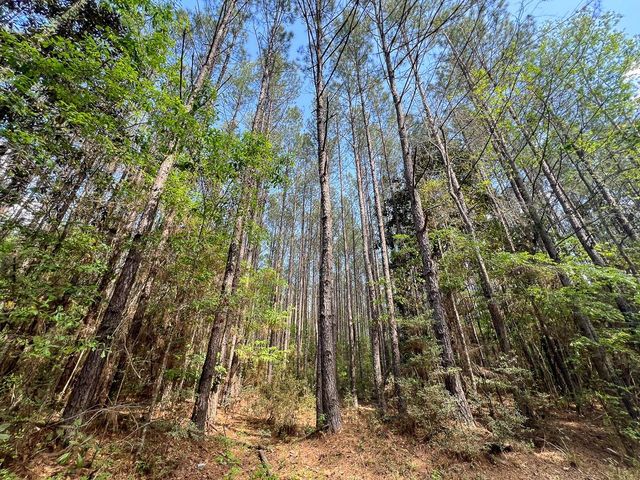 0 Cr 4525, Warren, TX 77664