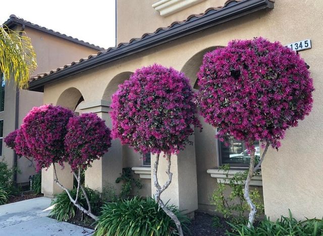 11345 N Via Montessori Drive, Fresno, CA 93730