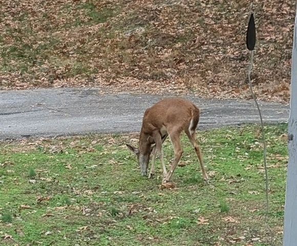 130 Overlook Trl, Goodlettsville, TN 37072