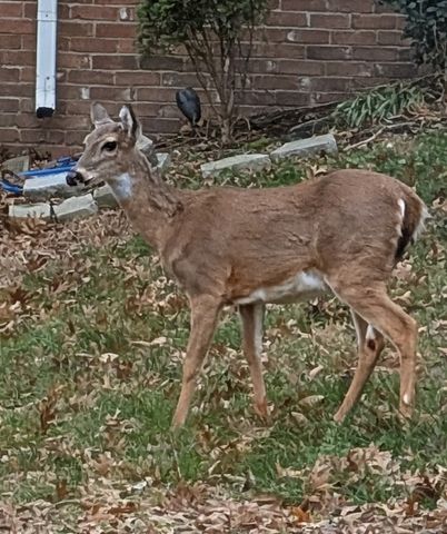 130 Overlook Trl, Goodlettsville, TN 37072