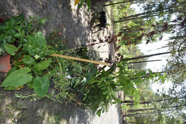 13230 NE 9TH STREET, Williston, FL 32696