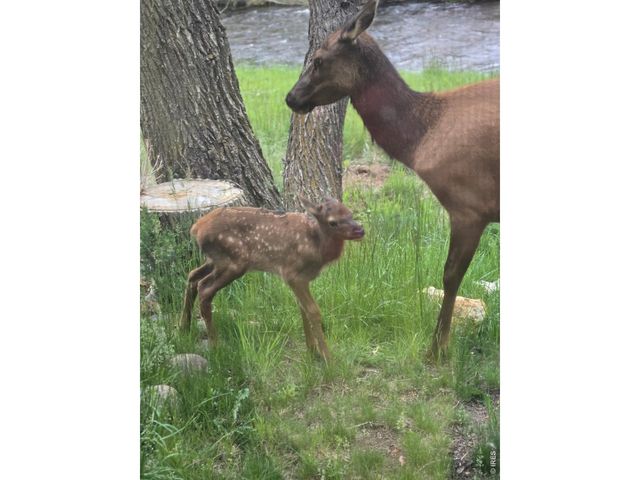 300 Far View Dr 15, Estes Park, CO 80517