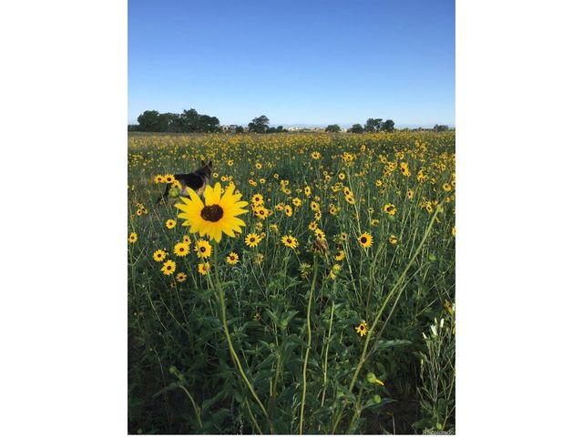 937 Snow Lake Ct, Watkins, CO 80137