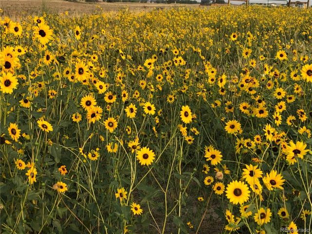 937 Snow Lake Ct, Watkins, CO 80137