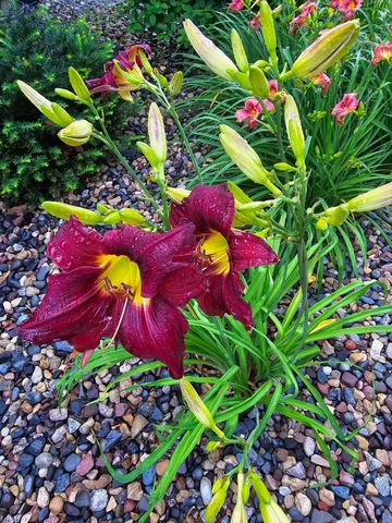 165 Birnamwood Drive, Burnsville, MN 55337