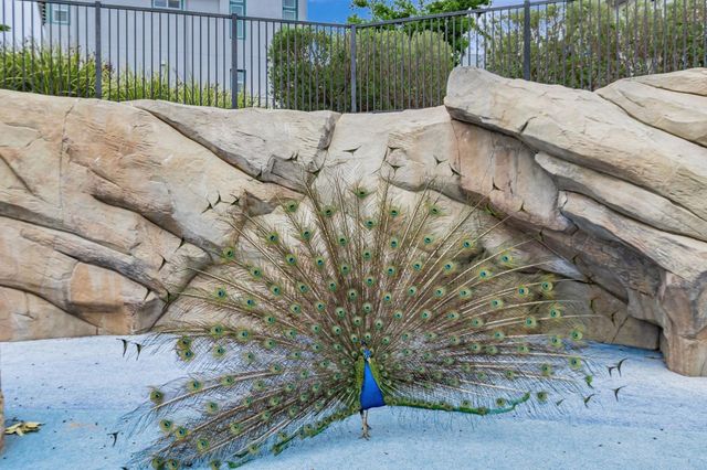 223 William Manly Street 1, San Jose, CA 95136