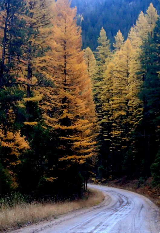 716 Rock Creek Road, Clinton, MT 59825 photo 32