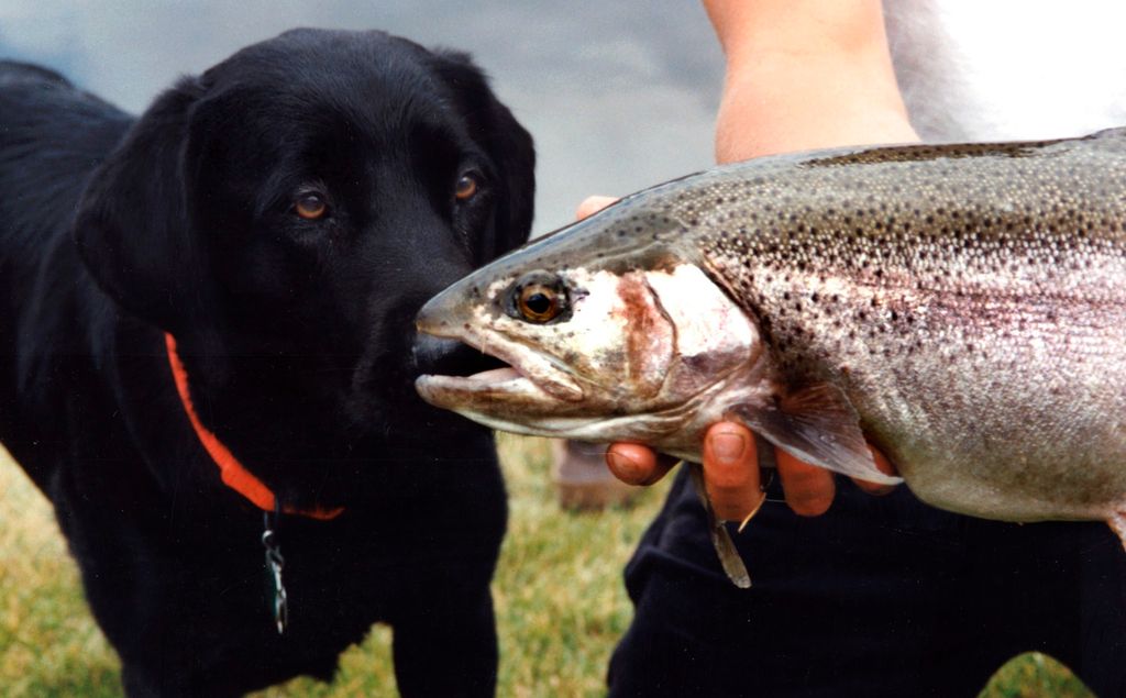 716 Rock Creek Road, Clinton, MT 59825 photo 33