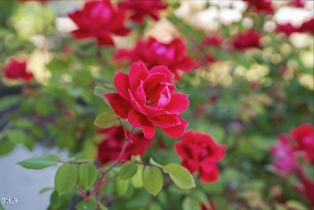 3642 Star Gazing Lane, Durham, NC 27703