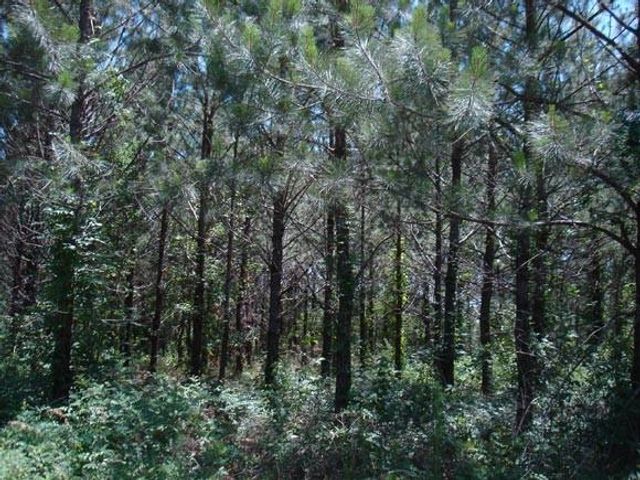 0001 Pelican Road, Shepherd, TX 77371