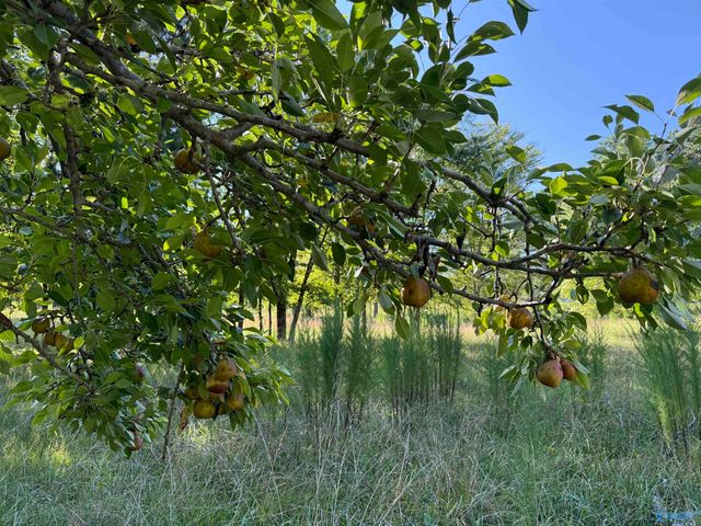 1150 Buzzard Rock Road, Altoona, AL 35952