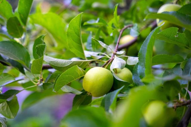 5962 Arrowhead Dr, Foresthill, CA 95631