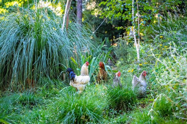 5962 Arrowhead Dr, Foresthill, CA 95631