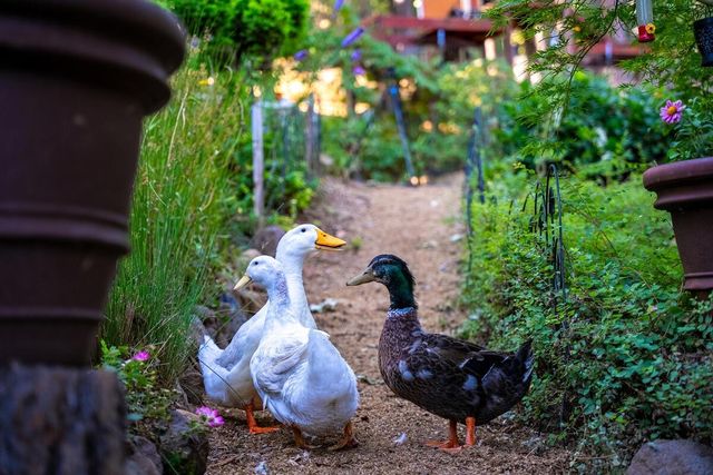 5962 Arrowhead Dr, Foresthill, CA 95631