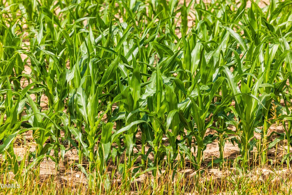 Tbd 370th Street, Erhard, MN 56534 photo 38