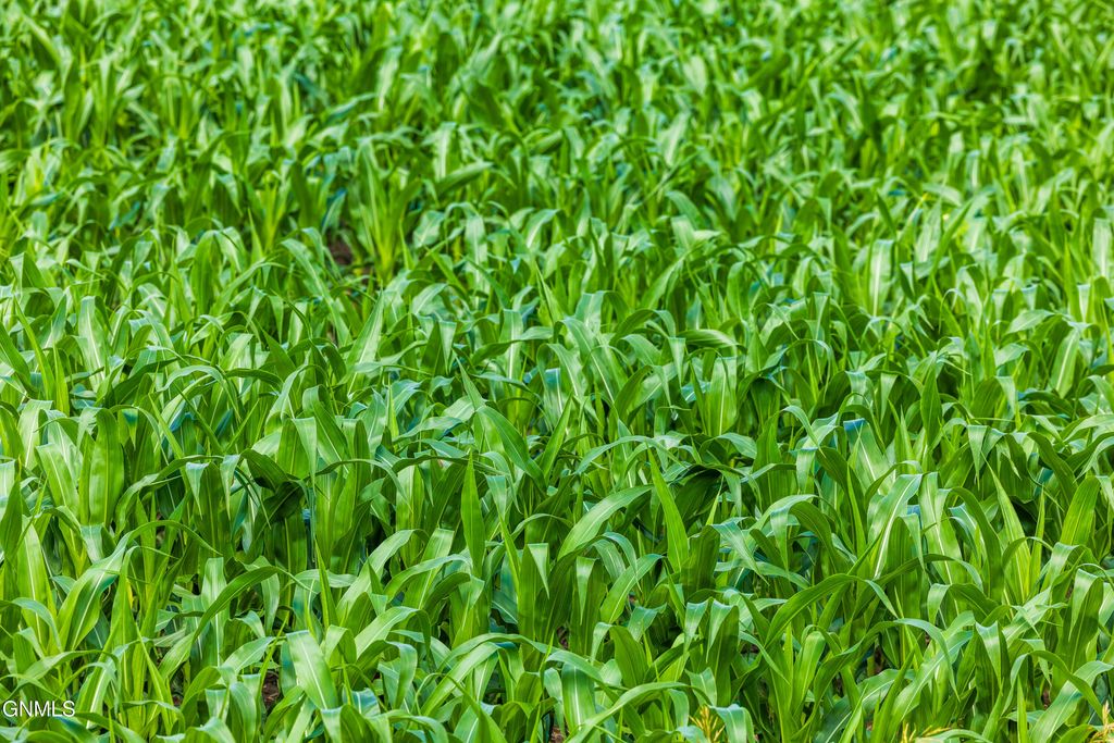 Tbd 370th Street, Erhard, MN 56534 photo 44