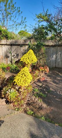 233 Van Ness Avenue, Santa Cruz, CA 95060